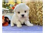 Maltese PUPPY FOR SALE ADN-837011 - Male Maltese