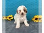 Poodle (Toy) PUPPY FOR SALE ADN-836964 - AKC Toy Poodle