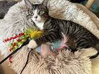 Rocco, Domestic Shorthair For Adoption In Wheaton, Illinois