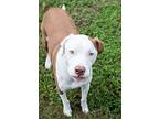 Willie, American Pit Bull Terrier For Adoption In Charleston, South Carolina