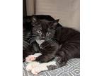 Baby Spider (with Cobweb), Domestic Shorthair For Adoption In Richmond, Virginia