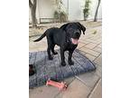 Bear, Labrador Retriever For Adoption In Fullerton, California