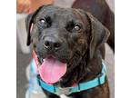 Cooper, Labrador Retriever For Adoption In Canton, Connecticut