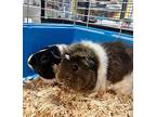 Daisy, Guinea Pig For Adoption In Seville, Ohio