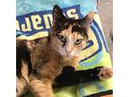 Jazmine, Domestic Shorthair For Adoption In Springfield, Pennsylvania