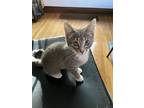 Lola, Domestic Shorthair For Adoption In Rochester, New York