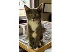 Tweety, Domestic Shorthair For Adoption In Rochester, New York