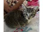 Comet, Domestic Shorthair For Adoption In Greensboro, North Carolina