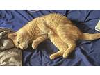 Mango, Domestic Shorthair For Adoption In New York, New York