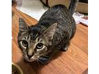 Tiger Lilly, Domestic Shorthair For Adoption In Manahawkin, New Jersey