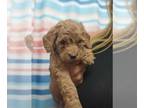 Goldendoodle (Miniature) PUPPY FOR SALE ADN-837335 - Litter of 8