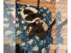 French Bulldog PUPPY FOR SALE ADN-837350 - Fun Frenchie Puppies ready for new