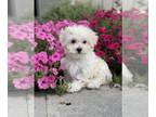 Maltipoo PUPPY FOR SALE ADN-837238 - Macie