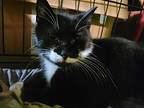 Camilla, Domestic Shorthair For Adoption In Lorain, Ohio