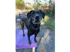 Betty, Labrador Retriever For Adoption In Berkeley Springs, West Virginia