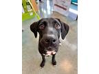 Britney Robinson, Labrador Retriever For Adoption In Warwick, Rhode Island