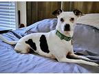 Wilson (ga), Rat Terrier For Adoption In Atlanta, Georgia