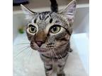 Spicer, Domestic Shorthair For Adoption In Accident, Maryland