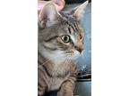 Miss Ladybug, Domestic Shorthair For Adoption In Forest Lake, Minnesota