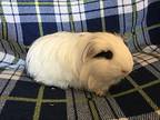 Armstrong( Bonded To King), Guinea Pig For Adoption In Imperial Beach