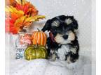 Havanese PUPPY FOR SALE ADN-837576 - AKC Havanese GIRL Velvet