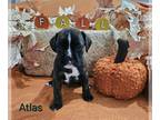 Boxer PUPPY FOR SALE ADN-837537 - AKC Boxer Male