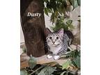 Dusty, Domestic Shorthair For Adoption In Lenhartsville, Pennsylvania