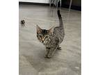 Willow, Domestic Shorthair For Adoption In Belton, Texas