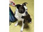 Oliver Fish Ky4476, Boston Terrier For Adoption In Maryville, Tennessee