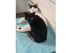 Tilly, Domestic Shorthair For Adoption In Lewisburg, Tennessee