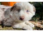 Miniature Australian Shepherd Puppy for sale in Lancaster, PA, USA