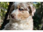 Miniature Australian Shepherd Puppy for sale in Lancaster, PA, USA