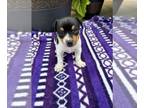 Rat Terrier PUPPY FOR SALE ADN-837647 - Rat Terrier For Sale Tampico IL