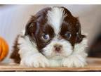 Shih Tzu Puppy for sale in Joplin, MO, USA