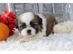 Shih Tzu Puppy for sale in Mansfield, OH, USA