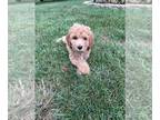 Double Doodle PUPPY FOR SALE ADN-838092 - Adorable Double Doodle Puppies