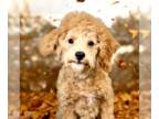 ShihPoo PUPPY FOR SALE ADN-838034 - Adorable Male ShihPoo Puppy