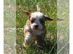 Cavapoo PUPPY FOR SALE ADN-838028 - Cavapoo Male