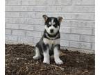 Siberian Husky PUPPY FOR SALE ADN-838366 - Taylor