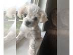 Maltese PUPPY FOR SALE ADN-838298 - Pure Maltese Pup