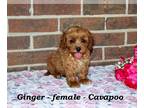 Cavapoo PUPPY FOR SALE ADN-838311 - Fluffy Cavapoo puppy