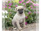 Pug PUPPY FOR SALE ADN-838251 - Pug