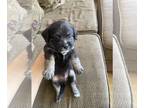 Chihuahua-Sharberian Husky Mix PUPPY FOR SALE ADN-838242 - rehome