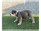 English Bulldog PUPPY FOR SALE ADN-838212 - LILAC TAN TRI FLUFFY