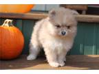 Pomeranian Puppy for sale in Tulsa, OK, USA