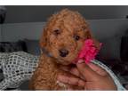 Goldendoodle Puppy for sale in Fort Myers, FL, USA