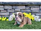 Bulldog Puppy for sale in Mansfield, OH, USA