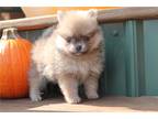 Pomeranian Puppy for sale in Tulsa, OK, USA