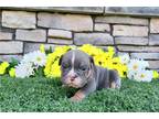 Bulldog Puppy for sale in Mansfield, OH, USA