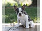 French Bulldog PUPPY FOR SALE ADN-838491 - AKC French Bulldog